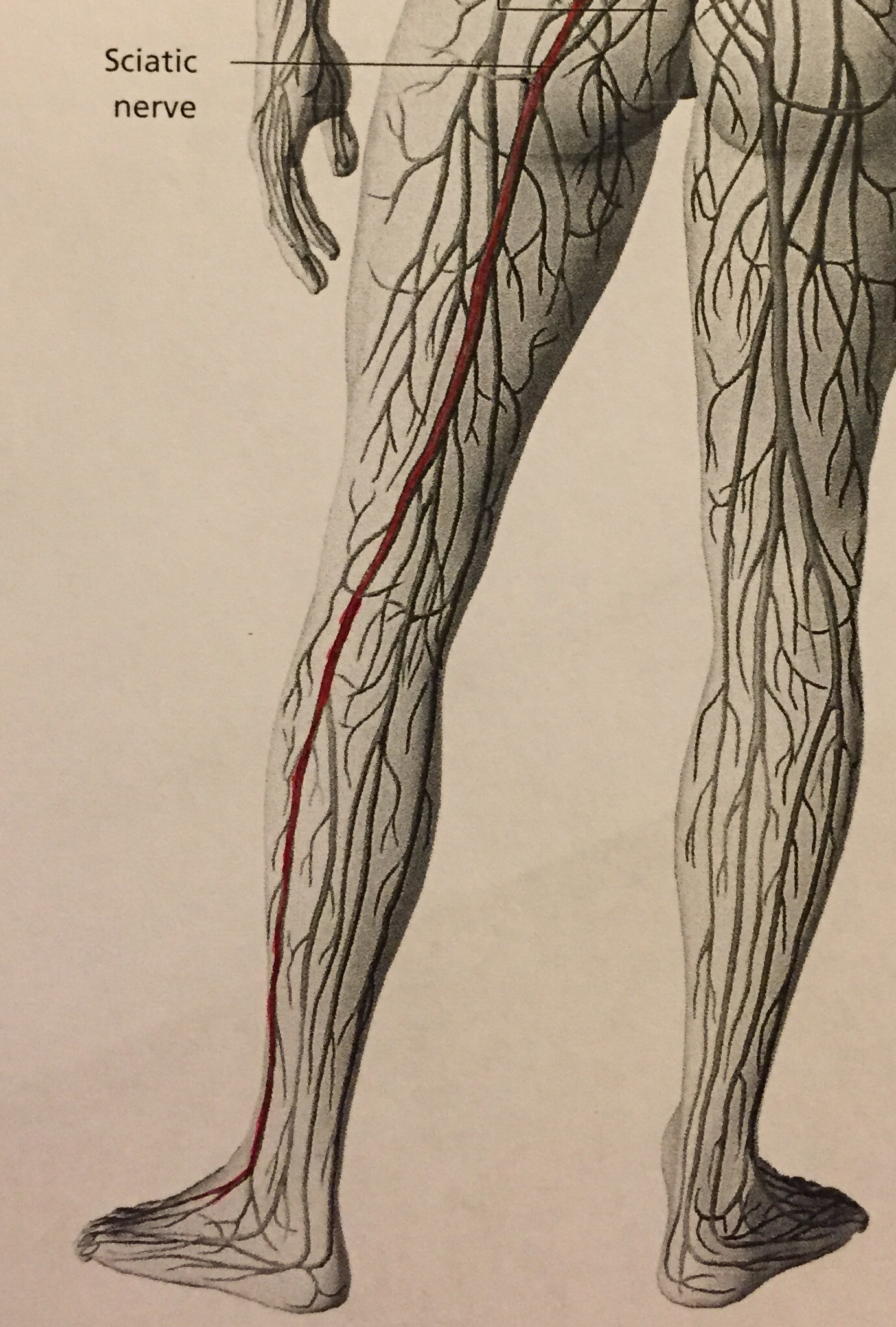 A black and white line drawing of the back of the legs, showing the nerves that travel along the back of the legs, with the sciatic nerve shown in red.